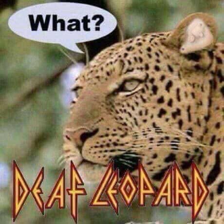 Deaf Leopard 😂 Def Leppard Quotes, Funny Lyrics, Music Puns, Joke Of The Day, Bad Jokes, Silly Jokes, Music Humor, Def Leppard, Twisted Humor