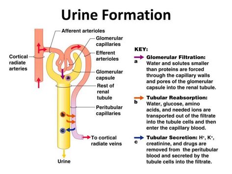 Nephron Diagram, Urine Formation, Glomerular Filtration, Renal Physiology, Renal System, Psychology Notes, Nursing School Motivation, Basic Anatomy And Physiology, Nurse Study Notes