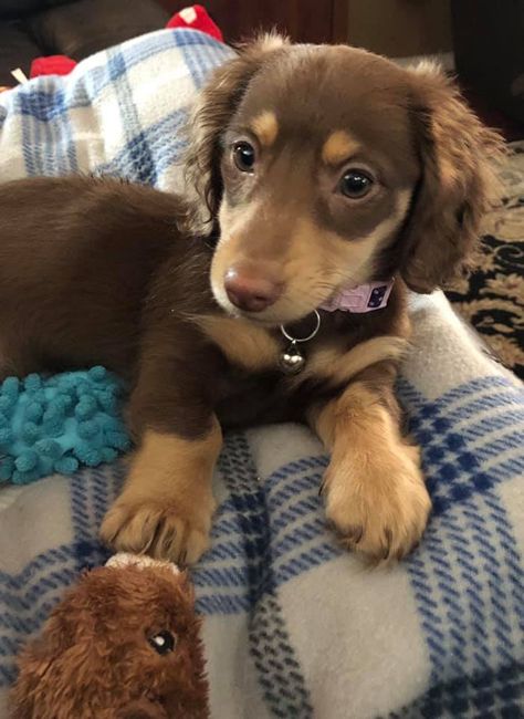 Dashund Dog Aesthetic, Pictures To Take With Your Dog, Dashond Dachshund, Winner Dogs, Weiner Dog Puppies, Daschund Puppies, Kaptan Jack Sparrow, Puppies Cute, Very Cute Puppies