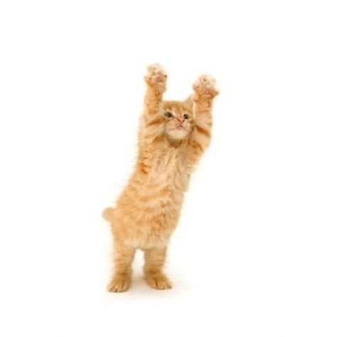 Silly Animal Pictures, Cats Png, Quiet Cat, Cat Company, Cut Cat, Orange Kittens, Cat Png, Cat Reference, Cat Stock