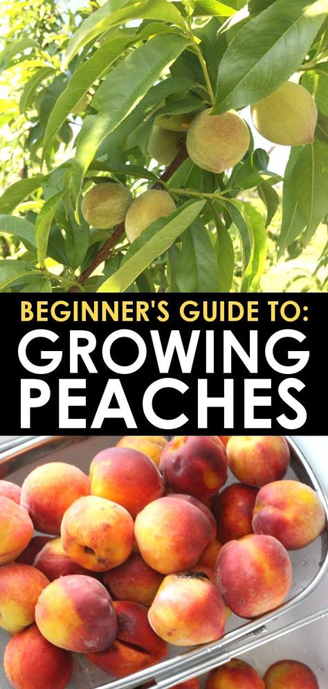 Growing Peach Trees, Tree Garden Design, Fruit Trees Backyard, Fruit Tree Garden, Peach Orchard, Growing Fruit Trees, Peach Tree, Organic Vegetable Garden, Fresh Peaches