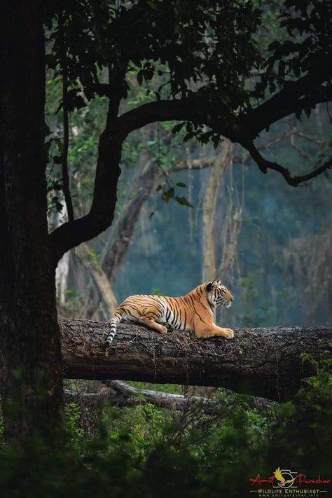 Tiger Landscape, Tiger In Jungle, Tiger Spirit Animal, Tiger Photography, 얼굴 드로잉, Tiger Pictures, Wild Tiger, Wild Animals Pictures, Tiger Tiger