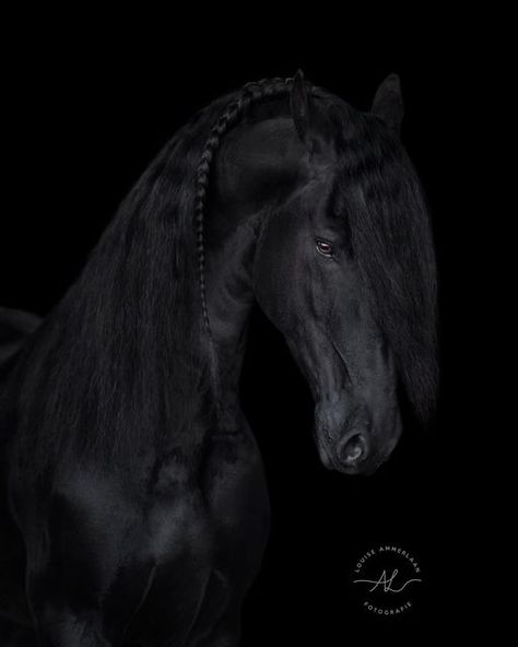 Friesian Sport Horse, Freisen Horses, Horse Friesian, Horse Base, Friesian Horse, Sport Horse, Black On Black, Black Horse, Horse Photography