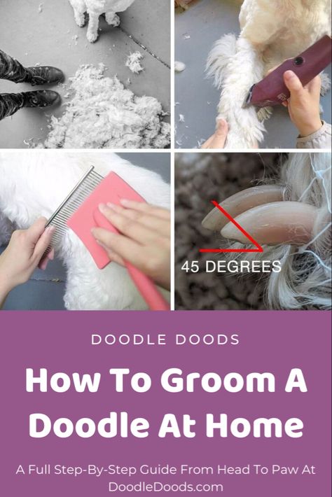 Sheepadoodle Grooming, Sheepadoodle Grooming Styles, Diy Doodle Grooming, Doodle Grooming Diy, Grooming A Doodle, Grooming Aussiedoodle, Diy Labradoodle Grooming, Goldendoodle Face Trim, How To Trim Labradoodle Face