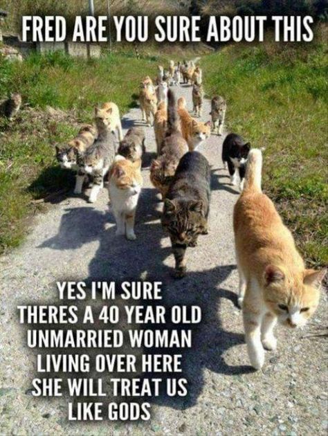 20 Hilarious Cat Lady Memes You Would Totally Love Tierischer Humor, Farmville 2, Humor Animal, Cats Photos, Söt Katt, Funny Random, Cat Ideas, Haiwan Peliharaan, Dirt Road