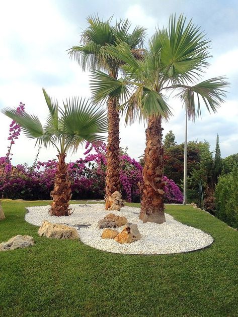 Palm Tree Landscape, Palm Trees Landscaping, Backyard Garden Diy, Front Garden Landscape, Pool Landscape Design, Front Landscaping, Garden Design Plans, Rock Garden Landscaping, Fence Landscaping