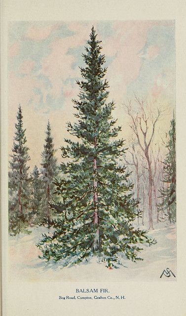 Winter Botanicals, Pine Tree Drawing, Winter Fitness, Pine Tree Painting, Tree Pictures, Painting Winter, Fir Trees, Christmas Tree Art, Illustration Botanique