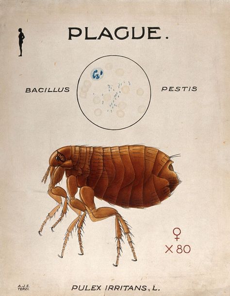 Spores of Bacillus pestis which caused the plague and its vector the human flea (Pulex irritans). Coloured drawing by A.J.E. Terzi. | Wellcome Collection Great Fire Of London, Sun Loving Plants, Wellcome Collection, The Plague, Bacterial Infection, Science Museum, Plague Doctor, Human History, A J