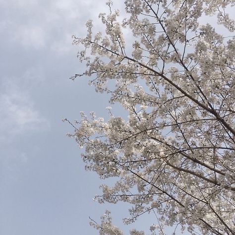 Light Blue Aesthetic, Korean Aesthetic, Pretty Sky, Japanese Aesthetic, Nature Aesthetic, White Aesthetic, Sky Aesthetic, Blue Aesthetic, Aesthetic Photo