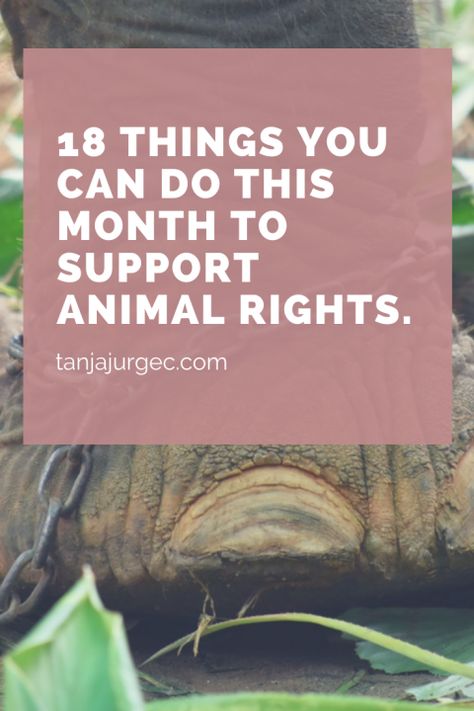 18 things you can do this month to support animal rights. • by Tanja Jurgec Non Human, Go To The Cinema, Animal Liberation, Animal Rights Activist, Charity Organizations, All Animals, Create Change, Vegan Animals, Save Animals