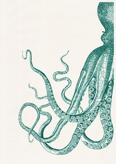 Sea Life Illustration, Octopus Illustration, Vintage Octopus, Life Illustration, Marine Sea, Sea Life Art, Octopus Art, Antique Illustration, Arte Inspo