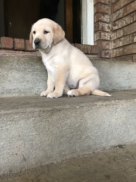 Labrador Retriever Puppies For Sale | Kenosha, WI Labrador Puppy Christmas, Golden Labrador Puppy, Wisconsin Christmas, Puppy Care Tips, Cute Labrador Puppies, Labrador Puppies For Sale, Christmas Puppies, Puppy Labrador, Labrador Retriever Puppy