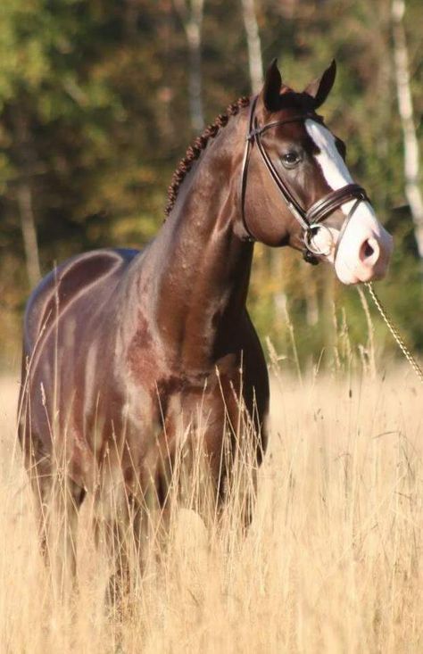 hunter jumper dressage horse Brown Horses, Horse Coats, Chestnut Dressage Horse, Haflinger Horse Jumping, Dark Brown Horse, Dark Bay Warmblood, Liver Chestnut Horse Jumping, Dark Chestnut Horse, Dutch Harness Horse Dressage