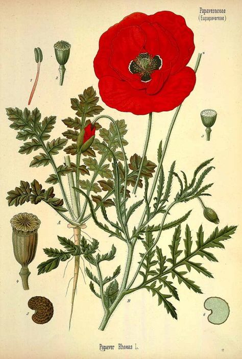 Anemone Coronaria Drawing, Anemone Coronaria, Illustration Botanique Vintage, Scientific Drawing, Antique Botanical Print, Paper Plants, Illustration Botanique, Botanical Illustration Vintage, Printable Images