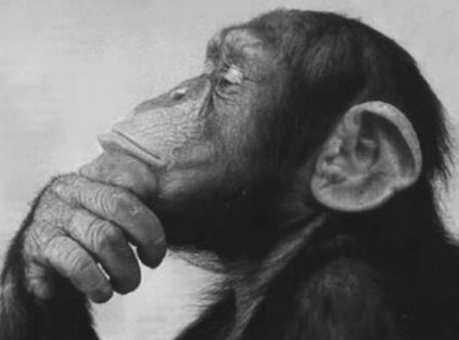 What Highly Conscious People Talk About. {Video} Baby Chimpanzee, Monkey Mind, Respiratory Therapy, Monkey Pictures, Demotivational Posters, Lost In Thought, Monkey Business, Question Everything, Funny Animal Memes