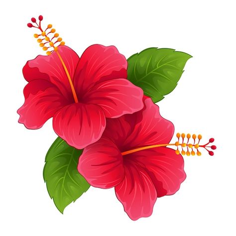 Hibiscus Mural Painting, Hibiscus Flower Fabric Painting, Hibiscus Flower Vector, Natural Flowers Images, Red Flower Drawing, Hibiscus Vector, Hibiscus Flower Clipart, Hibiscus Flower Illustration, Hibiscus Illustration