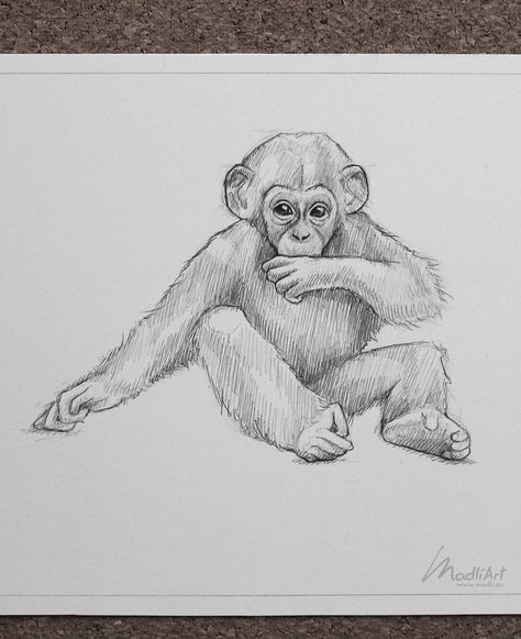 My Sketchbook Art Portfolio I Endangered Vulnerable Threatened Species Animals I Art Ideas Sketches I Pencil Drawings I Chimp Chimpanzee Ape Monkey Baby Wildlife Artwork I instagram @madliart www.madli.eu Ape Drawing Sketch, Endangered Animals Drawing, Monkey Drawing Realistic, Pencil Drawings Of Animals Wildlife, How To Draw Monkey, Chimpanzee Sketch, How To Draw A Monkey, Pencil Drawing Of Animals, Zoo Animal Drawings