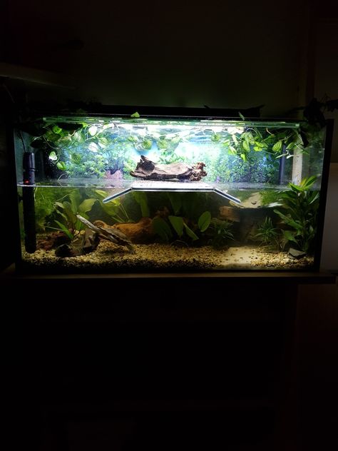 Turtle Tank Ideas Aesthetic, Turtle Tank Aesthetic, Aesthetic Turtle Tank, Aquatic Turtle Tank Ideas, Turtle Tank Setup Ideas, Aquarium Design For Turtles, Turtle Tank Ideas, Snapping Turtle Tank, Pet Turtle Aesthetic Tank