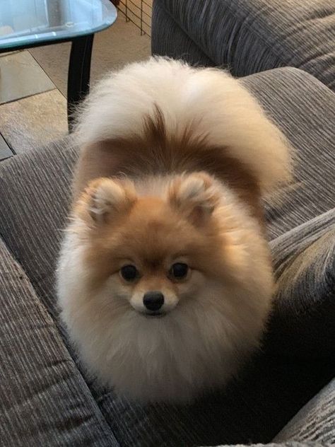 pomeranians dogs pomeranians puppies pomeranians puppy Idol Oc, Dogs Tattoo Ideas, Dog Ear Tattoo, Puppies Pomeranian, Tattoos Dog, Anjing Poodle, Pomeranian For Sale, Dogs Tattoo, Dog Pomeranian