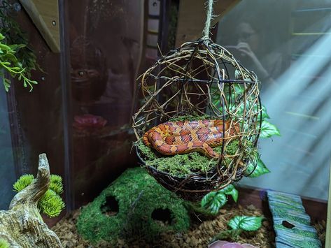 Do you wish to provide toys for your pet snake? These are 25 ideas for enrichment activities and snake toys that you could try. Snake Tank Setup Ideas, Cute Snake Enclosure, Snake Enrichment Ideas, Snake Enclosure Ideas Diy, Corn Snake Enclosure Ideas, Snake Enclosure Ideas, Snake Enrichment, Pet Enclosures, Diy Reptile