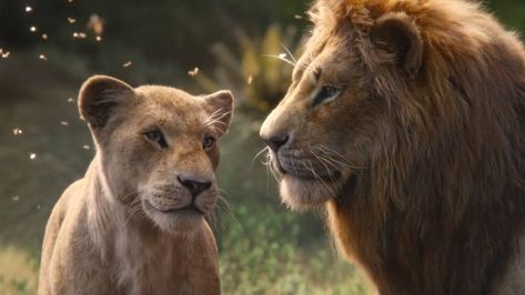 Lion King Remake, Watch The Lion King, Lion King Movie, Il Re Leone, Timon And Pumbaa, Simba And Nala, Prince Caspian, The Jungle Book, Donald Glover