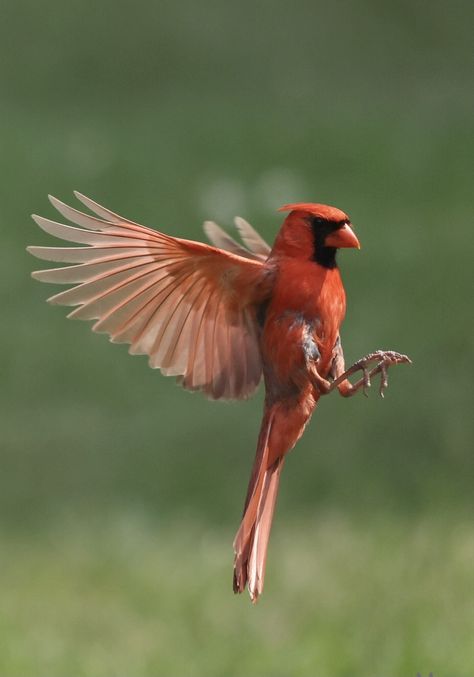 📸 By Mary Byzewski Follow me on instagram Birdgirlbyz Flying Cardinal, Cardinal Bird Tattoos, Between Breast Tattoo, Tattoo Pretty, Cardinal Birds Art, Beautiful Wallpapers For Iphone, Jay Bird, Paleo Art, Cardinal Birds