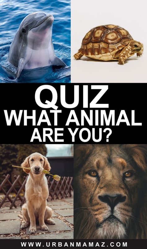 Quiz what animal are you Ask Your Friends What Animal You Are, Animal Personality Types, What Type Of Animal Are You, Which Animal Are You Quiz, What Squishmallow Are You Quiz, Animagus Ideas, Which Animal Are You, What Animal Am I Quiz, What Animal Am I