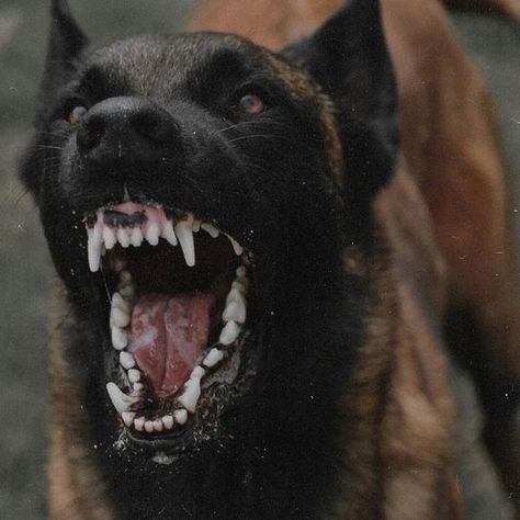 Dog Growling, Belgian Malinois Dog, Angry Dog, Malinois Dog, Scary Dogs, Huge Dogs, Belgian Shepherd, Pretty Dogs, Dog Biting