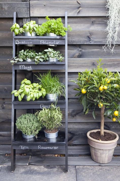 Verticle Herb Garden, Country Yard, Balcony Herb Gardens, Vertical Herb Gardens, Moderne Have, Small Herb Gardens, Vertical Garden Design, Herb Garden Design, Vertical Herb Garden