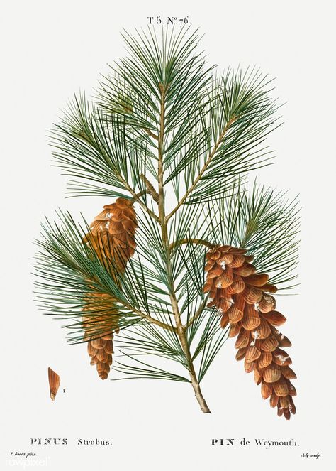 White pine (Pinus strobus) illustration from Traité des Ar ... Conifer Cone, White Pine Tree, Botanical Print Set, Botanical Artwork, Winter Painting, Antique Illustration, Images Vintage, Free Illustration, Tree Illustration