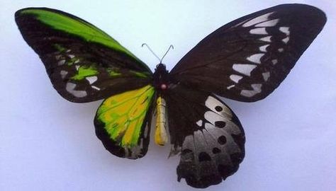 Intersex butterfly Audrey Kitching, Rare Genetic Disorders, Genetic Disorders, Arthropods, Rare Animals, Crustaceans, Arachnids, Genetic, Science And Nature