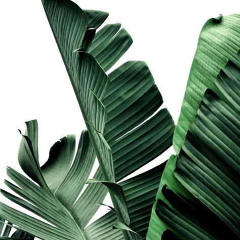 Do something green today, enjoy the little things 🌿 #designlifekids #dogoodbegood Banana Leaf Art, Something Green, Banana Leaf Print, Leaf Photography, Procreate Ipad Art, Minimalist Photos, Blogger Lifestyle, California Print, Plant Wallpaper