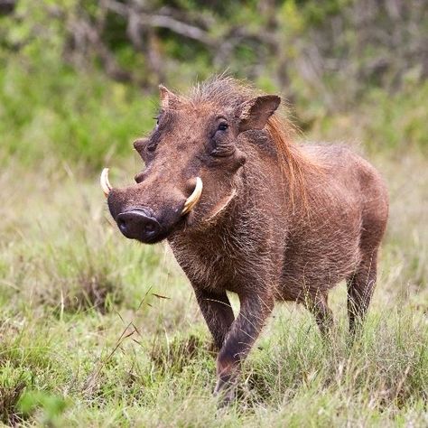 South African Animals, Savanna Animals, Boar Hunting, Hog Hunting, Wild Pig, List Of Animals, Wild Boar, Majestic Animals, Animal Facts