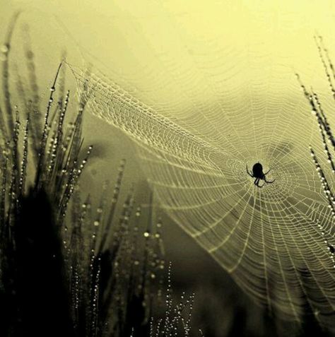 . Spiders Web, Morning Photo, Itsy Bitsy Spider, Spider Art, Spider Webs, Dew Drops, Arachnids, Wild Nature, Beautiful Morning