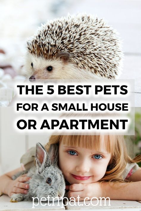 The 5 Best Pets For A Small Rental Apartment Or House #pets #animals #rabbits #cats #dogs #hamsters #fish Best Pets For Apartments, Easy Pets To Take Care Of, Small Pets To Own, Small Pets For Apartments, Pets For Apartments, Good Pets For Kids, Small Rental Apartment, Apartment Pets, Best Pets For Kids