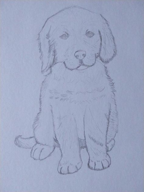 Golden Retriever Drawing, Sweet Quotes For Boyfriend, Puppy Sketch, Dogs Golden Retriever, Goldendoodle, I Love Dogs, Cute Love, Golden Retriever, Female Sketch