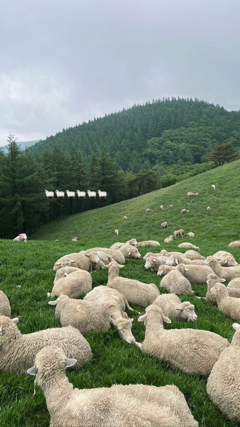 Sheep Herding Aesthetic, Sheep Pasture Aesthetic, Farm Wallpaper Aesthetic, Farm Village, Animal Action, Future Farms, Farm Lifestyle, Cattle Farming, Sheep Farm