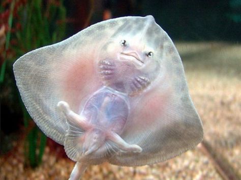 MY #MY Baby Stingray, Weird Looking Animals, Stingray Fish, Under The Water, Beneath The Sea, Underwater Animals, Underwater Creatures, Weird Creatures, Ocean Creatures