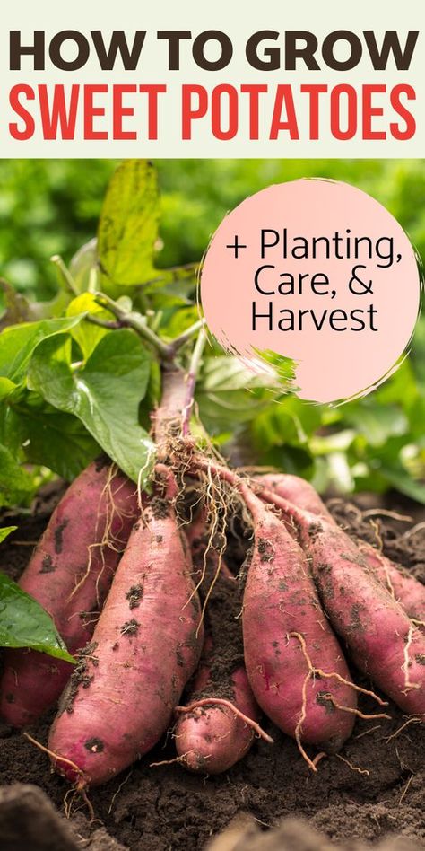 Grow Sweet Potatoes, Sweet Potato Slips, Sweet Potato Plant, Container Potatoes, Potato Gardening, Growing Vegetables In Pots, Growing Sweet Potatoes, Easy Vegetables To Grow, Vegetable Garden For Beginners