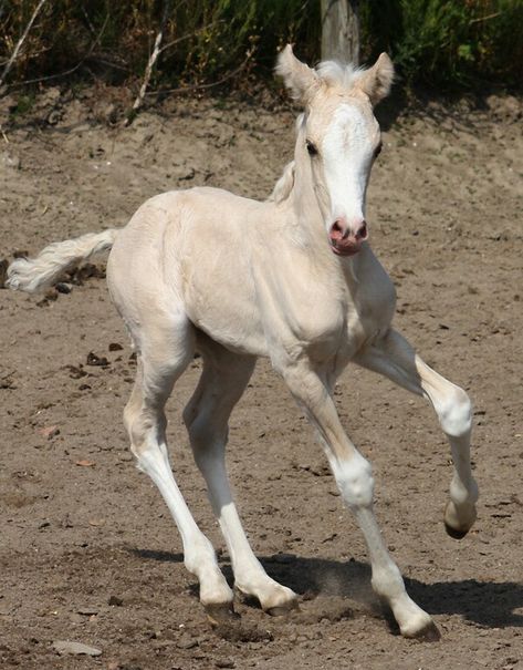 Foal / arvalon.de Croquis, Pose Reference With Animal, Cute Foals, Foal Reference, Foal Drawing, Hooved Animals, Horse And Foal, Horse Poses, Unusual Horse