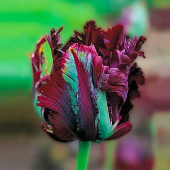 Black Parrot Tulip Tulip Seeds, Black Parrot, Parrot Tulip, Tulip Season, Summer Bulbs, Sun Loving Plants, Sun Perennials, Parrot Tulips, Tulip Bulbs