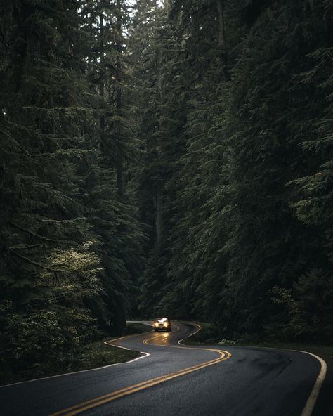 Forest Photography Dark Naturalism, Image Nature, Forest Road, Tall Trees, Forest Photography, Sam Winchester, Beautiful Places In The World, Pine Trees, Dark Forest