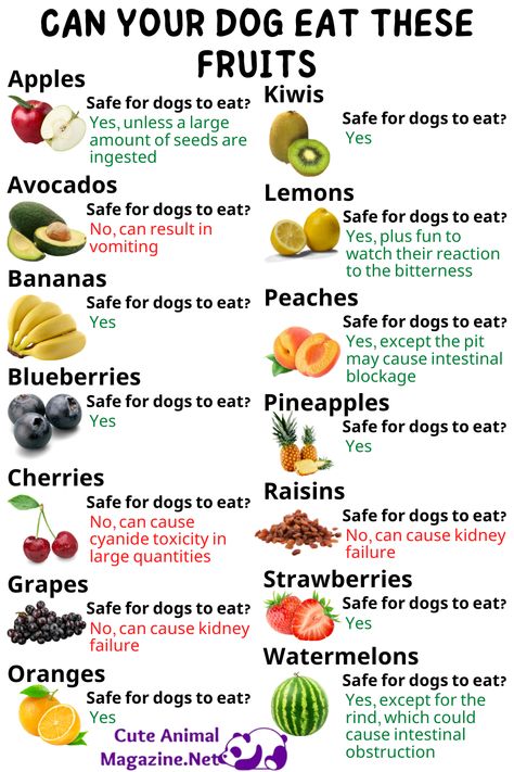 Foods To Help Dog Digestion, Can Dogs Eat Mango, Fresh Foods For Dogs, What Fruits Can Dogs Eat, Dog Grocery List, Good For Dogs To Eat, Dog Food Boosters, What To Feed Your Dog, Foods That Dogs Can Eat