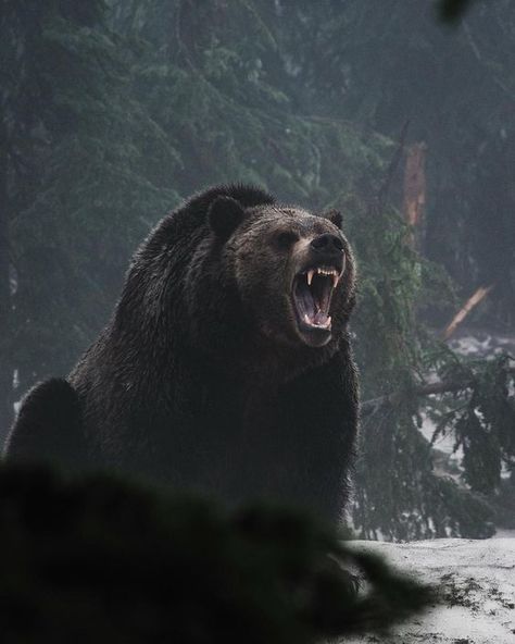 Black Bear, Brown Bear, The Snow, Trees, Black And White, White, Black