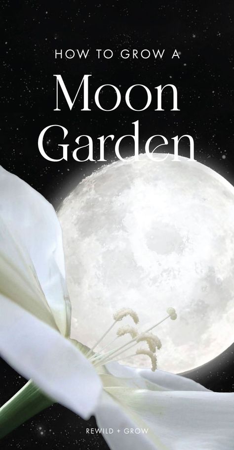 A moon garden is a medley of plants that emit a sweet aroma, attract nocturnal pollinators (like bats and moths), and illuminate under the night sky. Moon gardens are created for their healing and relaxing nighttime sensory experience. Moon Plant, Witchy Garden, Night Blooming Flowers, Night Sky Moon, Goth Garden, Container Ideas, Witch Garden, Sky Moon, Moon Garden