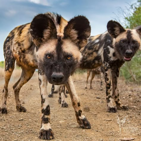 A great close up photo of two African Wild Dogs #sunshine #animals #sunrise #lovely #natural #naturelovers #holidays #goodtimes #animal #perfect #outdoors #instamoment #trees #gorgeous #sunny #beautifuldestinations #freedom #newyear African Painted Dog, African Hunting Dog, African Hunting, Painted Dogs, Wild Photography, Painted Dog, Spotted Dog, African Wild Dog, Dog Mask