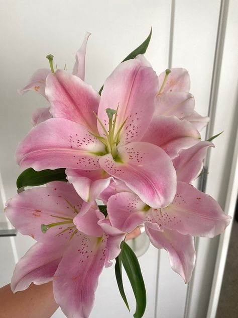 Beautiful pink lillie’s | anniversary gift | gift ideas | love | flowers | lilly Pink Lilies Aesthetic, Lilium Flower, Boquette Flowers, Nothing But Flowers, Flower Therapy, Japanese Flowers, Beautiful Bouquet Of Flowers, Flowers Pink, Pretty Plants