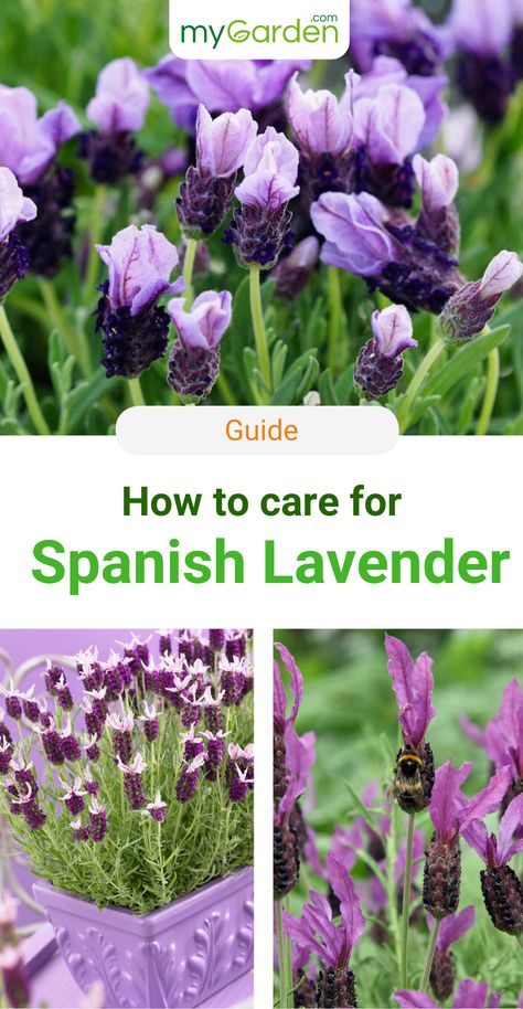 The Spanish Lavender originates from the coastal regions of the warm Mediterranean region. Therefore, it is more sensitive to frost than English Lavender and in many of our latitudes it must be potted throughout winter to keep it frost-free. But the extra care is worth it! Spanish Lavender will bring fresh energy into your garden with its beautiful flowers. Learn in this guide, how to plant and care for your Spanish Lavender. #mygardencom #mygarden #spanishlavender #lavender