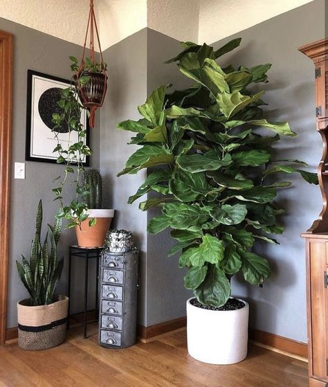 Boho Style Interior, Plant Goals, Support Pour Plante, Ficus Lyrata, Fiddle Leaf Fig Tree, Diy Plant Stand, Plant Decor Indoor, Fiddle Leaf, Fiddle Leaf Fig