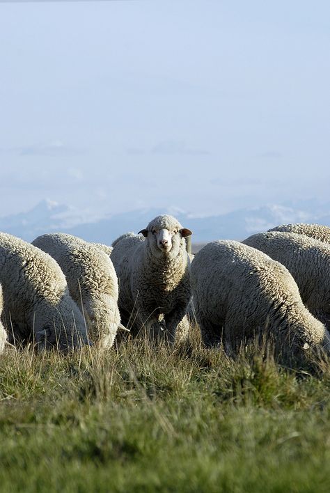 Rambouillet Sheep, Fiber Animals, Montana, Manhattan, Sheep, Drive, Animals